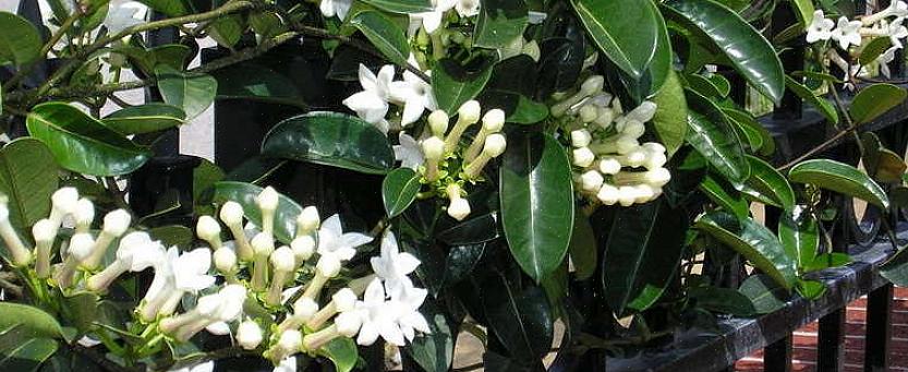 Stephanotis-blommor är också kända som Madagaskar-jasminblommor