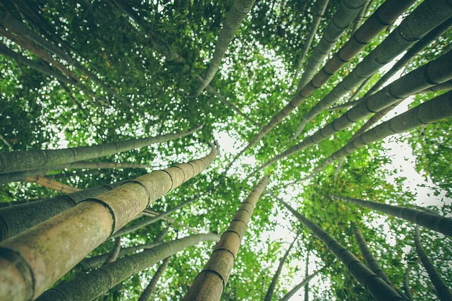 Bambuväxter har särskilt långa rötter som når djupt ner i jorden där de växer