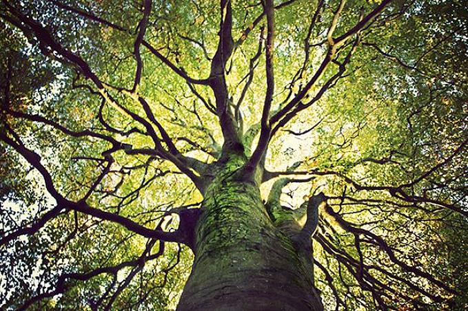 Rekordet ovan för världens äldsta träd är för ett enskilt individ eller ett icke-klonalt träd