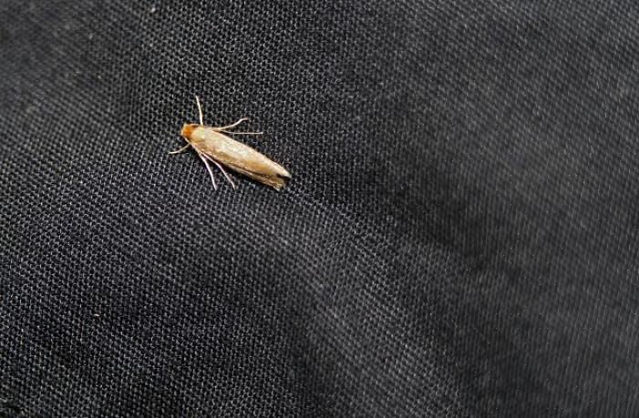Om skalbaggar upptäcks bör alla klädförvaringsutrymmen tömmas helt för att säkerställa korrekt rengöring