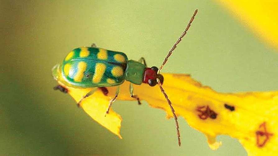 Det finns två typer av gurka skalbaggar som kan attackera din trädgård (eller växter i ditt hus)
