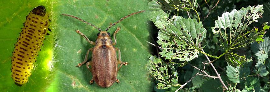 Den importerade Viburnum Leaf Beetle (VLB)
