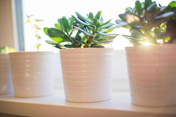 Tillägget av levande gröna växter i hemmet kan locka alla dessa positiva egenskaper till ditt liv
