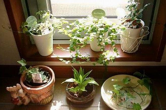 Våra feng shui-experter på har funnit att växter är bra feng shui för sovrummet