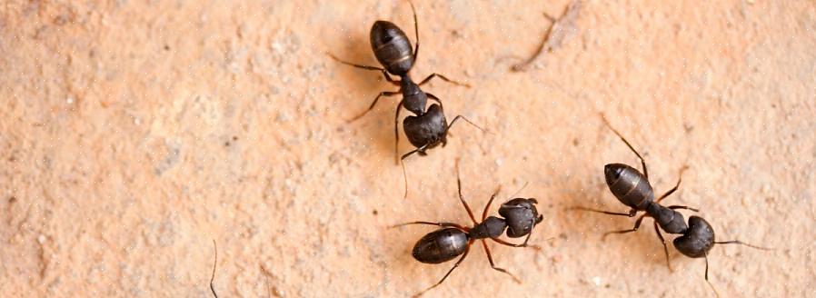 Snickare myror tenderar att häcka utomhus i dött