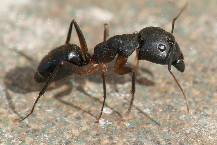 Termiter (som inte är riktigt myror) som har vingar