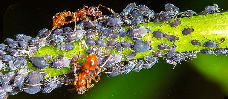 Myror och termiter svärmar att para sig