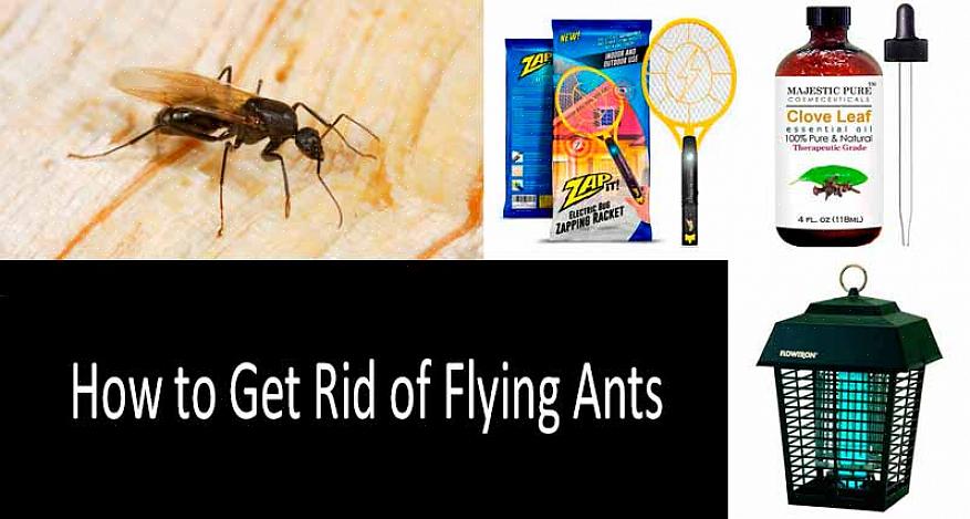 Argentinska myror och snickermyror