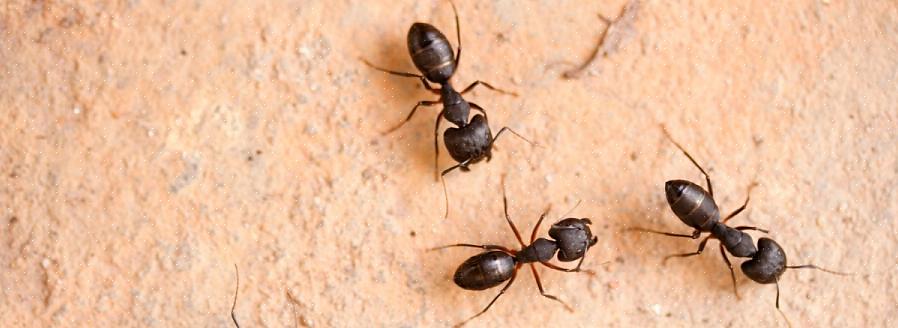 Flygande myror är inte en unik art