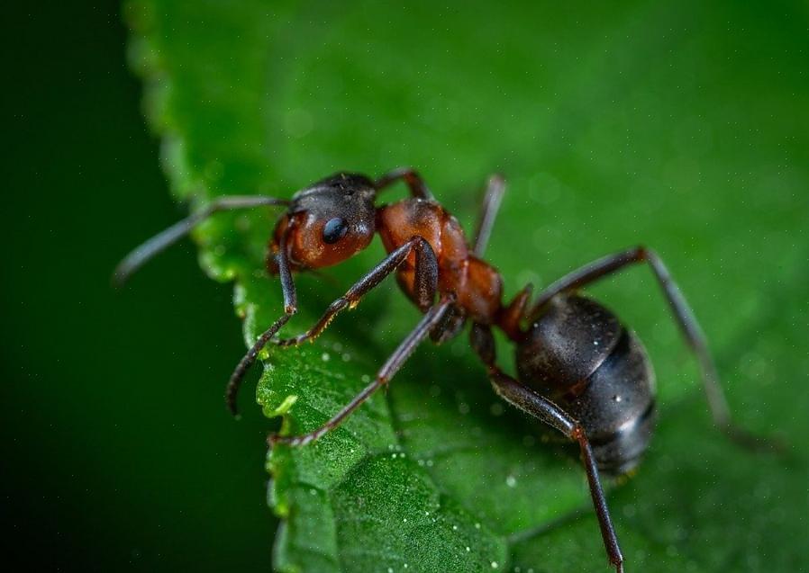 Endast reproduktiva myror har vingar