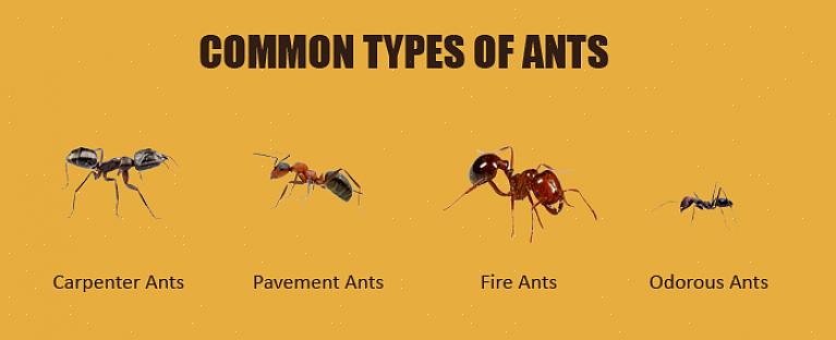 Trottoarmyran är en av de vanligaste myrorna i Europa