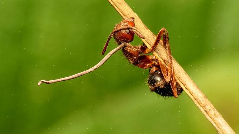 Det är av denna anledning som bete är det mest effektiva alternativet för kontroll av myror som expanderar
