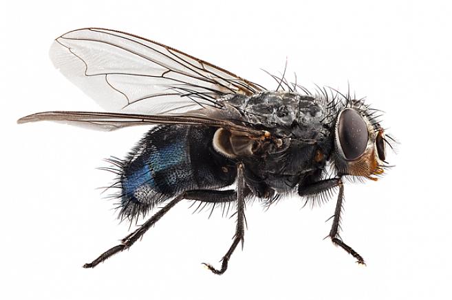 Fly swatters kan döda ett litet antal flugor