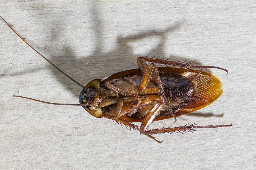 Kackerlackor är snabba varelser - de kan springa upp till tre mil i timmen