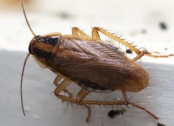 Den tyska kackerlackan är en av de vanligaste kackerlackorna för att angripa hem