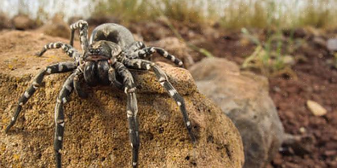Till exempel matar den oskadliga pappas spindeln med långa ben på både hobo-spindeln