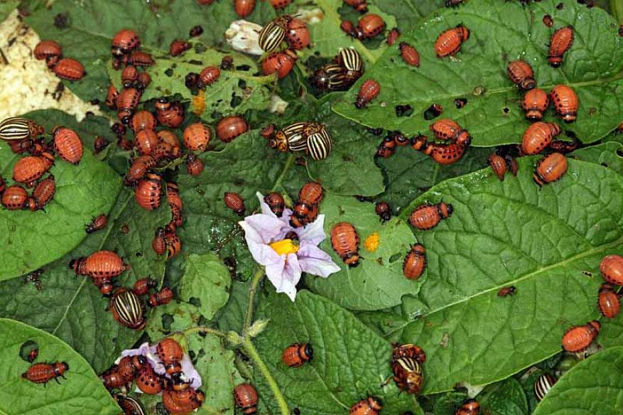 Colorado-potatisbaggen (Leptinotarsa decemlineata) är överlägset det största skadedjuret för både bakgård