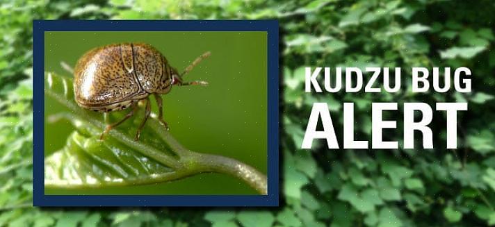 Squashbuggar kan kudzu-buggen bli ett mycket irriterande skadedjur