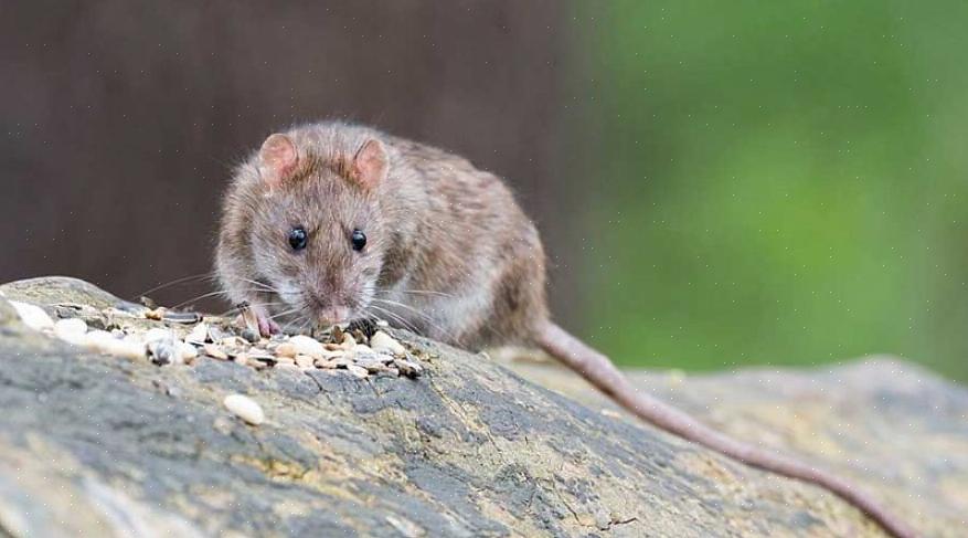 Råttor föredrar främst att äta spannmålskorn