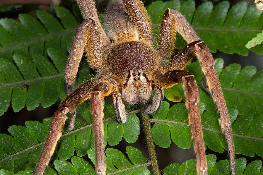 Förebyggande (CDC) kan symtomen på en spindelbett variera