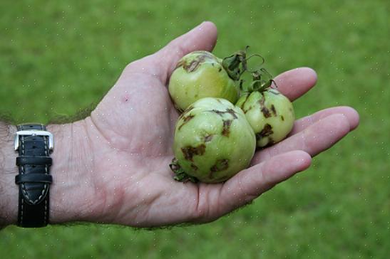 Hur man identifierar tomatfläckviskvirus