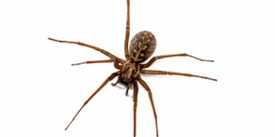 Alla som misstänker en hobo spindelbett bör omedelbart söka läkarvård