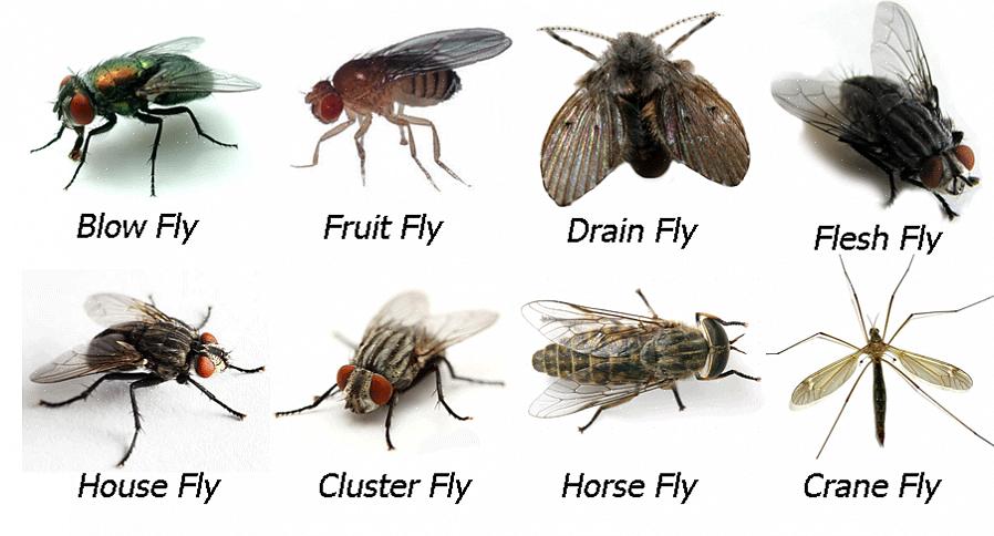 Hur vet du om vinterflugan är en klusterfluga eller någon annan stor fluga