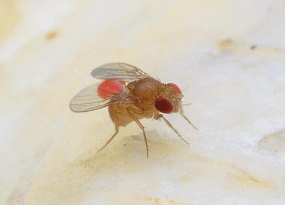 Eliminera djur lik eller sönderfallande organiskt material som flugorna använder för att mata