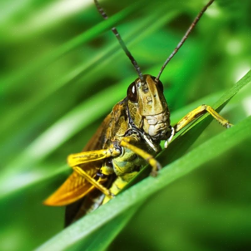 Tillsätt rapsolja till en insekticidspray kan förbättra kontrollen genom att göra de behandlade växterna mer