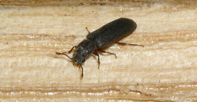 De flesta pulverbaggar som trä med hög fuktinnehåll