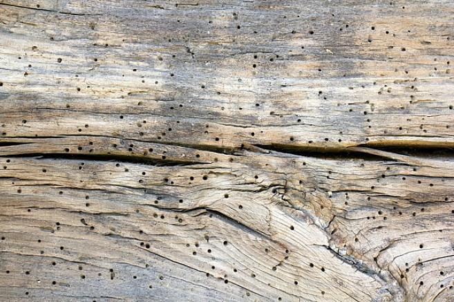 Det bästa sättet att hantera pulverbaggar är troligen att förhindra att de någonsin angriper trä i första