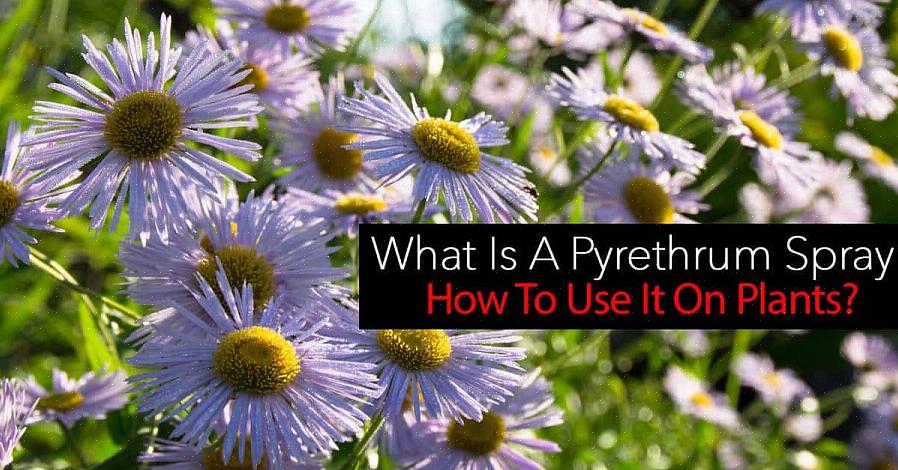 Pyretrininsekticid dödar insekter vid kontakt eftersom det härrör från pyrethrum daisy