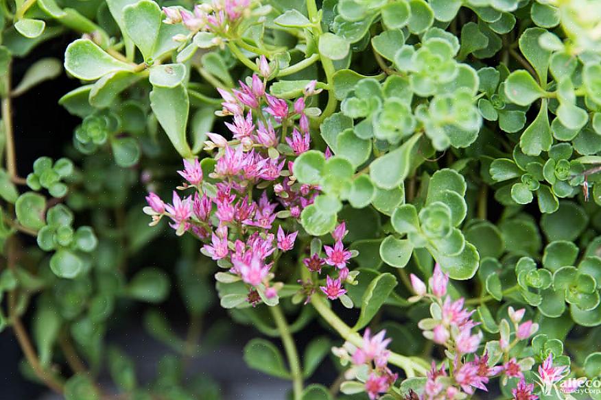 Sedum tetractinum 'Coral reef' är ett av få sedum med en varm gulaktig färg