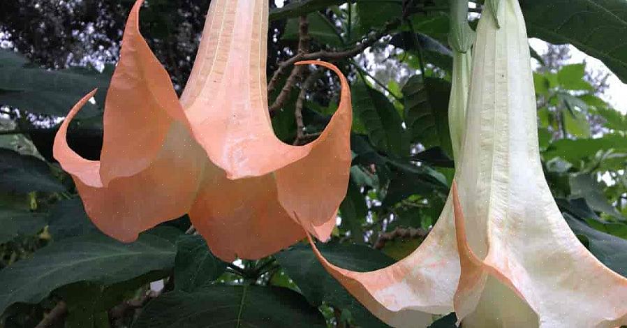 På platser där Datura är livskraftigt utomhus är det vanligt att läsa nyheter om människor som dör