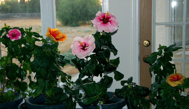 Hibiskus kan förökas med mjuka stamstickor på våren när växten börjar växa igen