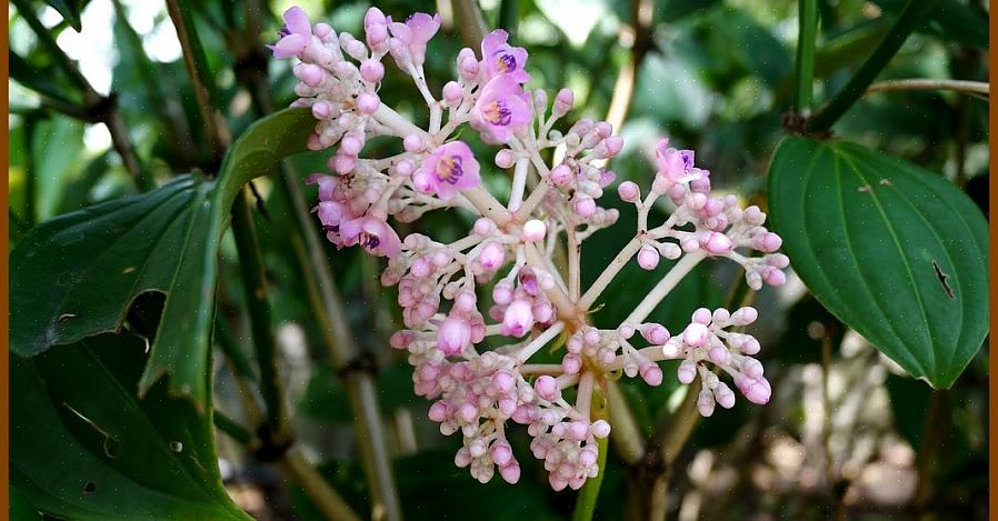 Medinilla växter kan vara epifytiska i regnskogen