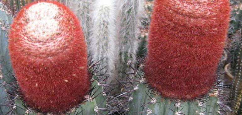 Melocactus är ett släkt av särskilt estetiskt intressanta kaktusar