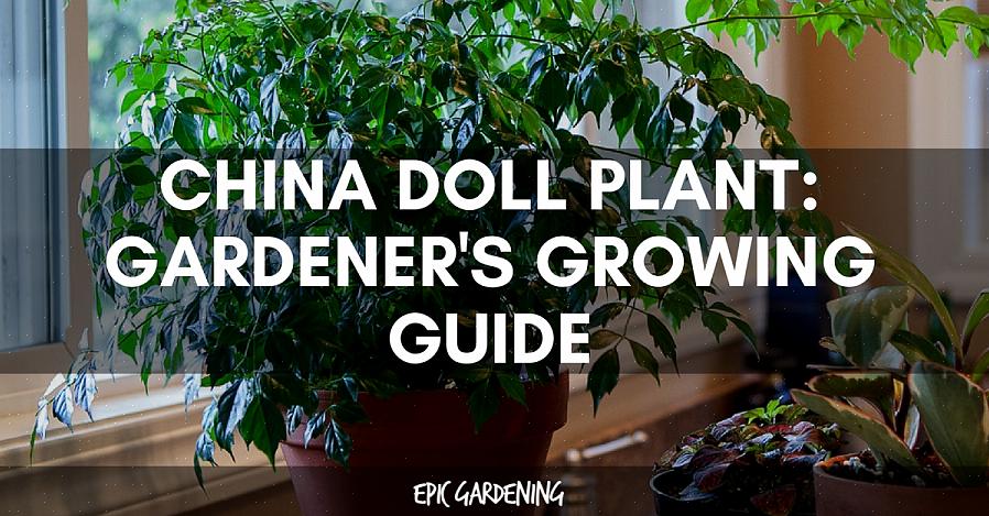 China Doll Plants kräver specifika odlingsförhållanden för att trivas inomhus