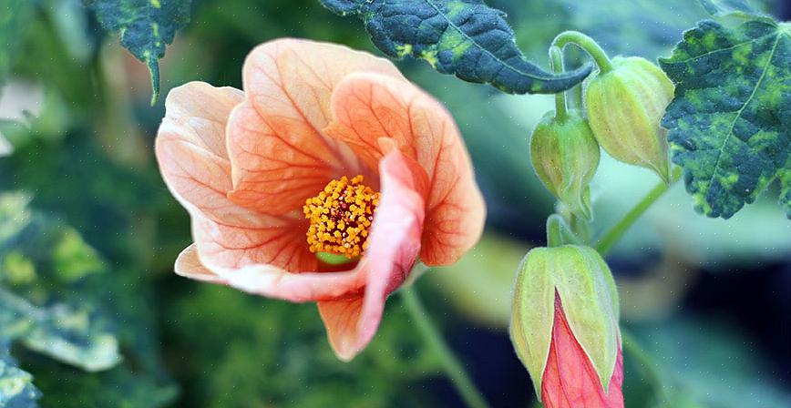 Det finns två utmärkta skäl att odla Abutilon-arter