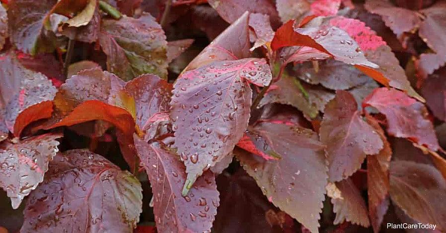 Acalypha som en vanlig tillförsel av vatten