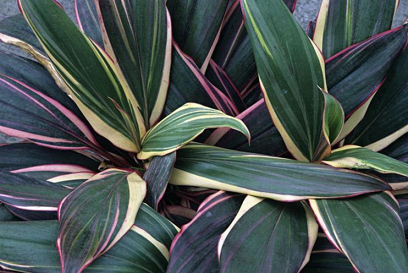 Cordyline (Botaniskt namn