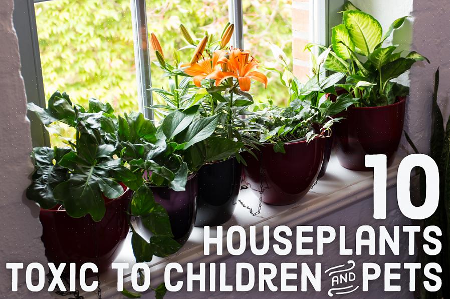 Här är några giftiga växter för att hålla borta från både dina barn