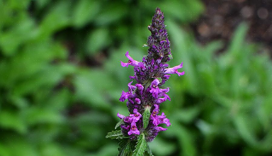 Betony (Stachys officinalis) är en flerårig ört som är hård mot USDA-växthärdighetszon 4