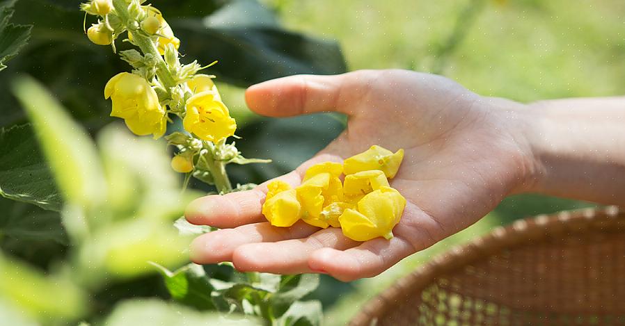 Mullein växer i naturen