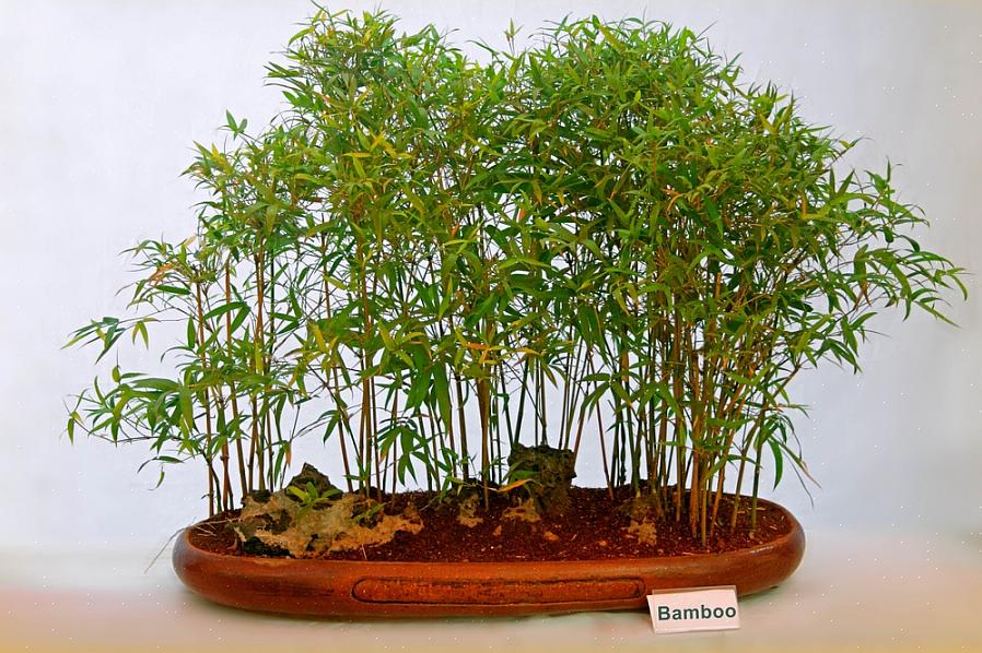När det gäller odlingsförhållanden för bambu går alla Bambusa-arter bäst i starkt ljus till fullt solljus