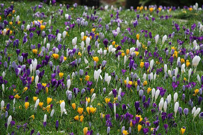 En av de första landskapsväxterna som blommar i en nordlig trädgård är trollhasselbusken