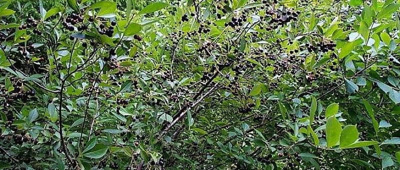 Den svarta chokeberryen (Aronia melanocarpa) är en lövfällande buske från Nordeuropa