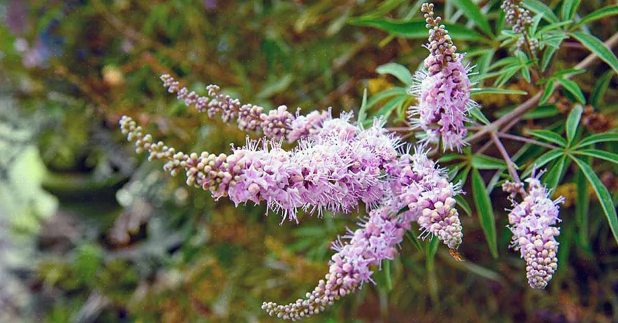 Det kista trädet (Vitex agnus-castus) är en härlig lövträd som bär kluster av lila blommor på sommaren