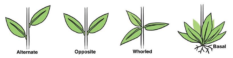 Varför växter växer basblad
