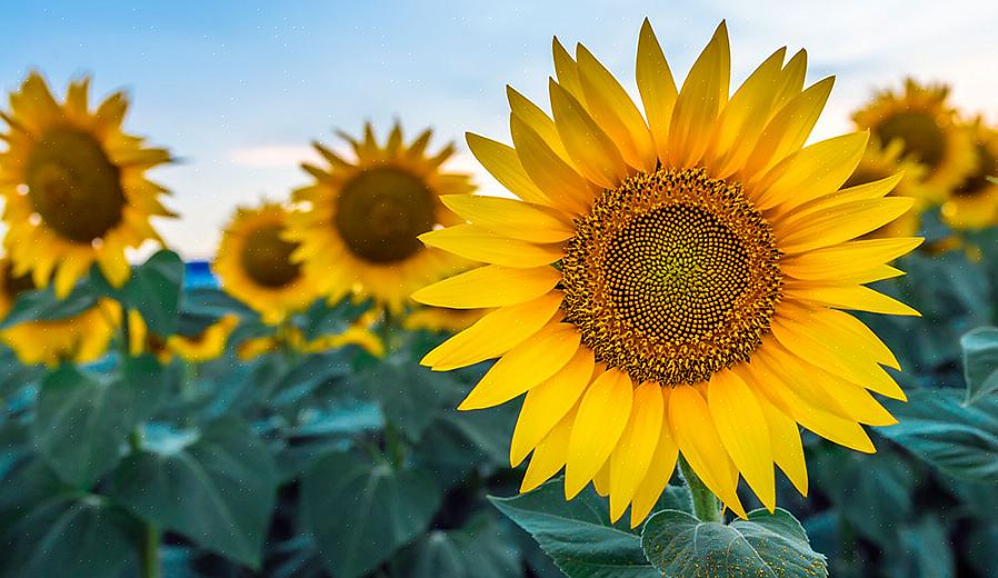 Flerårig Helianthus blommar bäst i full sol